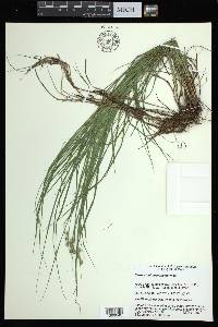 Carex albolutescens image