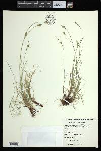 Carex albicans var. emmonsii image