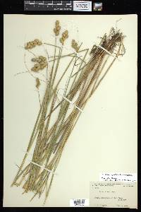 Carex alata image