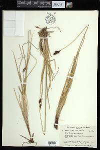 Carex albonigra image