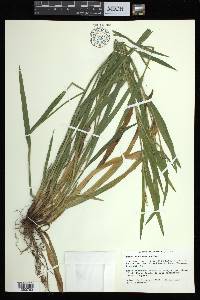 Carex albursina image