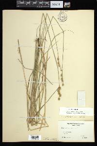 Carex albolutescens image