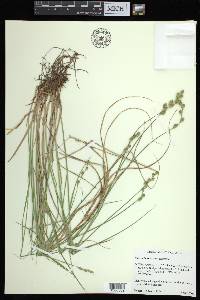 Carex albolutescens image