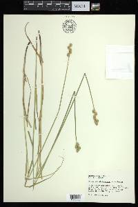 Carex albolutescens image