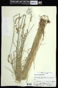 Carex albolutescens image