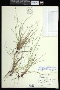 Carex albicans var. emmonsii image