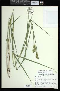 Carex alata image