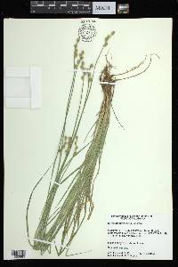 Carex albolutescens image