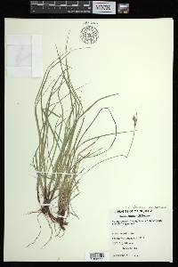 Carex albicans var. emmonsii image