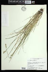 Carex albolutescens image