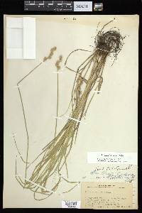 Carex albolutescens image