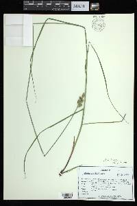 Carex albolutescens image