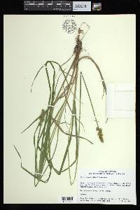 Carex alopecoidea image