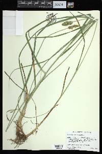 Carex aggregata image