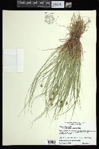 Carex albicans var. emmonsii image