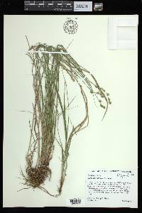 Carex albolutescens image