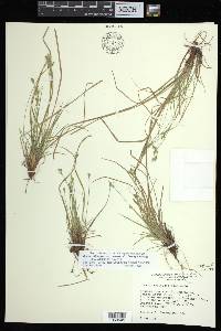 Carex albicans var. emmonsii image