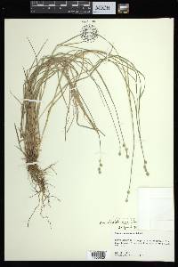 Carex albolutescens image