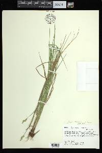 Carex albolutescens image