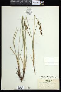 Carex angustata image