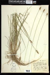 Carex arcta image