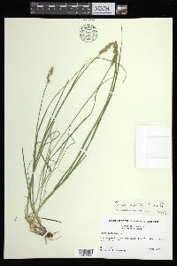 Carex arcta image