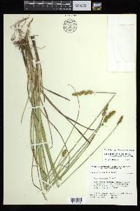 Carex annectens var. xanthocarpa image