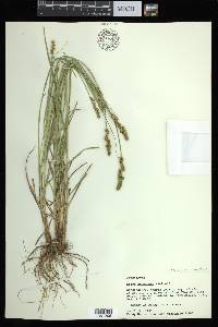 Carex triangularis image