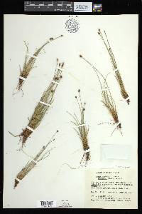 Carex arctogena image