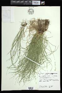 Carex appalachica image