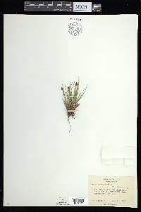 Carex arctogena image