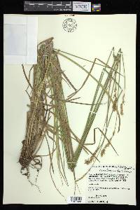 Carex argyrantha image