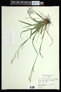 Carex arctata image