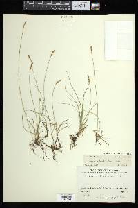 Carex anthoxanthea image