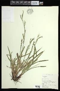 Carex arctata image