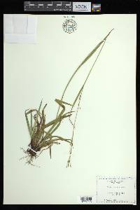 Carex arctata image