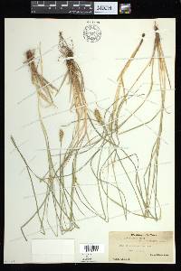 Carex arcta image