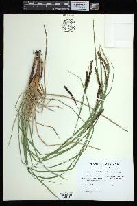 Carex aquatilis var. dives image