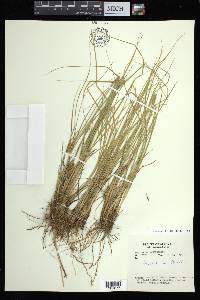 Carex arcta image