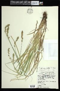 Carex argyrantha image