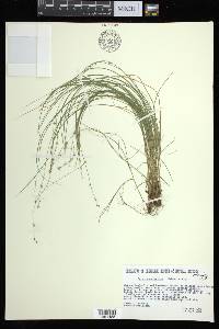 Carex appalachica image