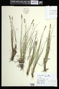 Carex arcta image