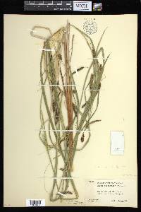 Carex aquatilis var. dives image