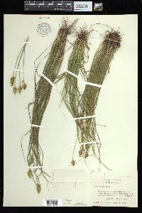 Carex arcta image