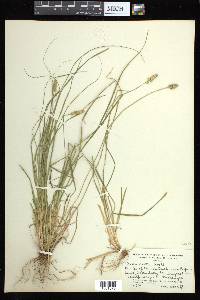Carex arcta image