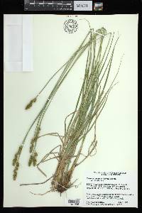 Carex annectens var. annectens image