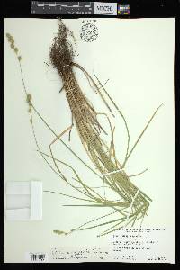 Carex argyrantha image