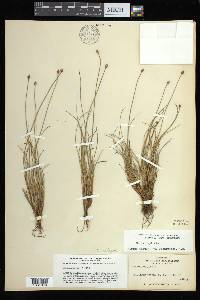 Carex arctogena image