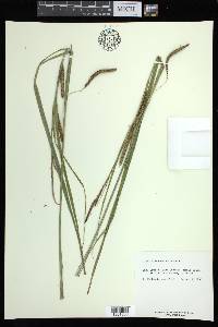 Carex aquatilis var. dives image