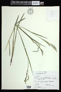 Carex arctata image